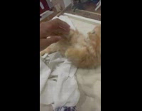 Collab BitchIG2 - Guy plays with orange kitten on bed
