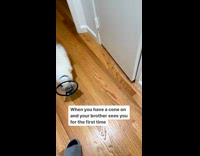 Collab BitchIG2 - Orange Cat sees brother with a cone then runs off