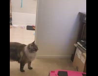 Collab Animalig - Cat play fights and hops at the sight of big cat in restroom