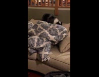 Dogs plays at couch other stands at table