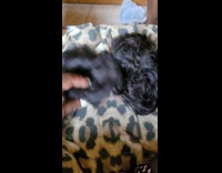 Submitter shows sisters wig looks like sacrifice