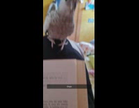 Grey bird takes paperclip off book page