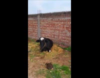 Woman reacts when bull stand while filming