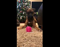 brown boxer dog plays with pink ball