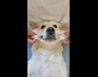 Large white dog cheeks get pulled squished 