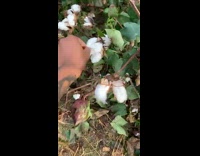 Skit where woman pretends she is a cotton picker