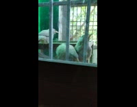 Four birds peeks at the filmers window