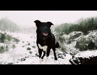 Black dog sits in the snow 