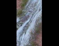 Long white strands of algae in creek 