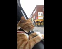 Orange cat looks out open car window