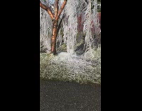 Tree with no leaves frozen with icicles