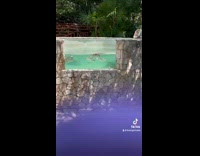 Woman films rescued sea turtles 