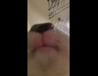 Close up of bunny eating food and licking lips 