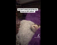Collab ClipsIG - Guinea pig sniffs face of owner on pillow