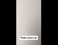 Orange cat playing peekaboo