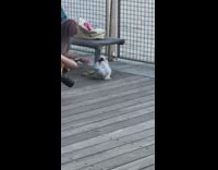 Fluffy white chicken gets dressed up Part 2 