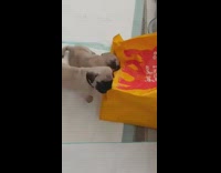 Two pug puppies bite chew yellow bag