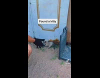 Black glove hand trying to rescue white kitten cat