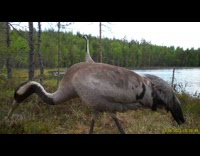 Wild Crane family closeup view near the lake