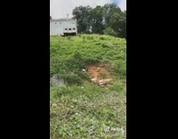 Collab BitchMP - Goats eating green plants guard dog