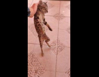 Kitten stand to rub self on hand