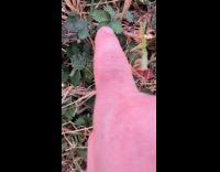 Fern leaves closes when touched by finger