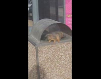 Squirrel jump out of the trash bin