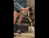 Guy blue hoodie dancing with cat 