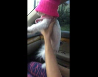 white dog wearing beanies and dancing 