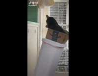 Collab Clips MPUGC2 - Black cat sitting in amazon cardboard box on top of trashcan falls over