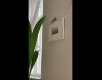 Collab DailyDoseOfInternet - Pet bird flies towards painting escape