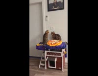 Cats slowly tap each other on the face