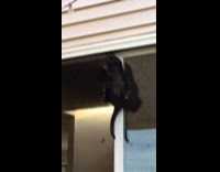 Kitten stuck climbed on slider door screen