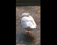 White goose stand one leg then poops