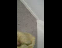 Spider Shakes Cobweb as Rag Hovers Close