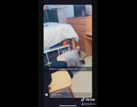 Squirrel broke into room capture