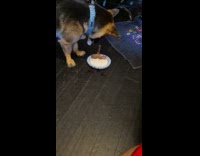 Submitter shows dog loves eating steak bone