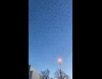 Flock of starlings migrate together blue sky