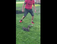 Man picks up snake that hisses and bites