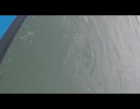 Whale swims by guy blue paddle board