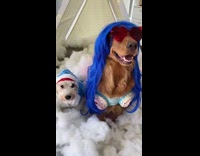 Dog wears Katy Perry and shark costume