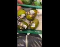 Watermelon Bursts Forth as Lady Presses Gently