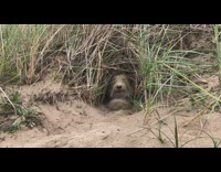 Dog from hole shake off sand slow motion