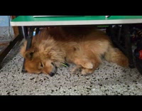 Dog sleeps underneath hoomans study table 