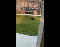 Collab Clips MPUGC2 - Dog found baby squirrel on backyard 