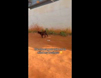 Woman asking goat bleats back at her