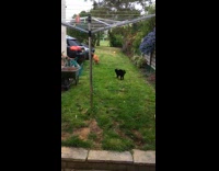 Dog and cat plays runs around yard