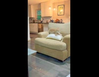 Kitten jumps and hits face on the sofa arm rest