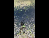 Tons of newborn tadpoles swim in a group 