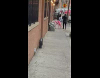 Large white dog on street with pink streaks on dog